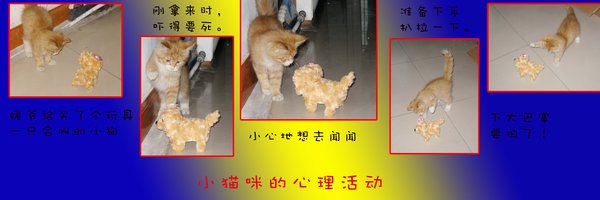 一只神奇的小猫咪--续2