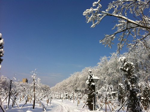 2012的那一场春雪