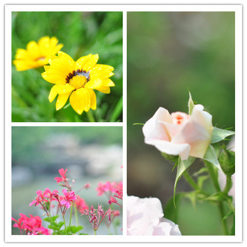 5月27植物园