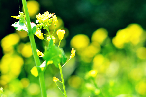 2013春节小记