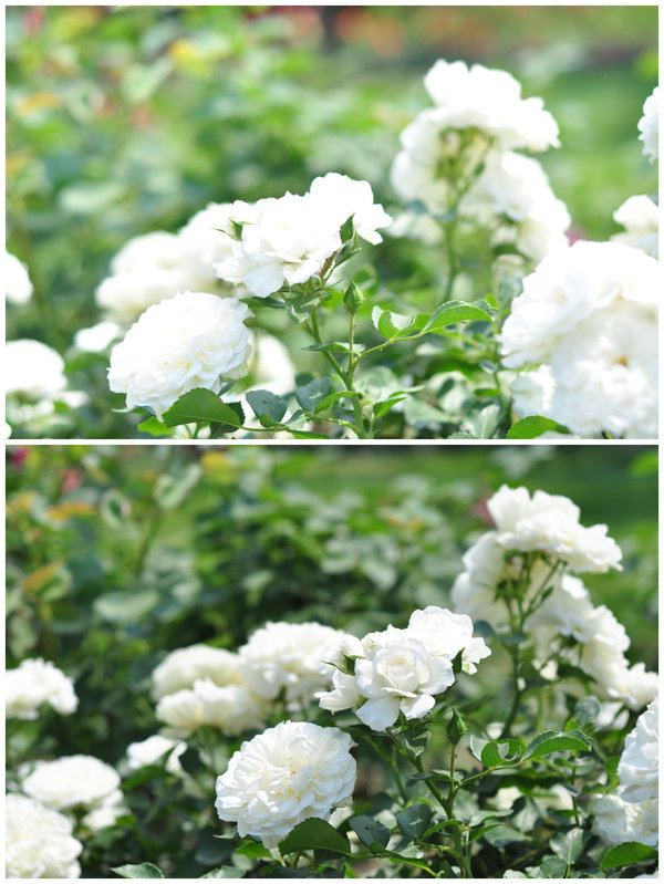 5月27植物园