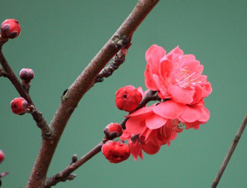 京城公园花信风向标