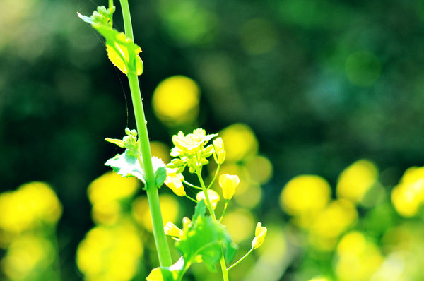 2013春节小记