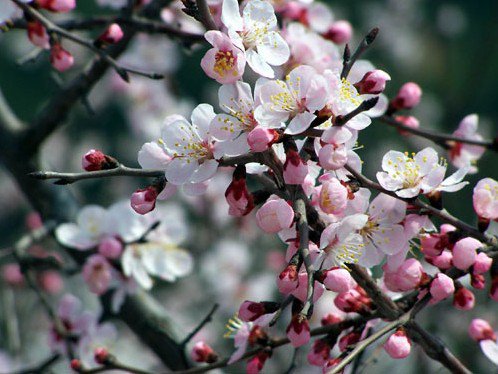 京城公园花信风向标