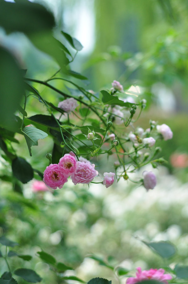 5月27植物园