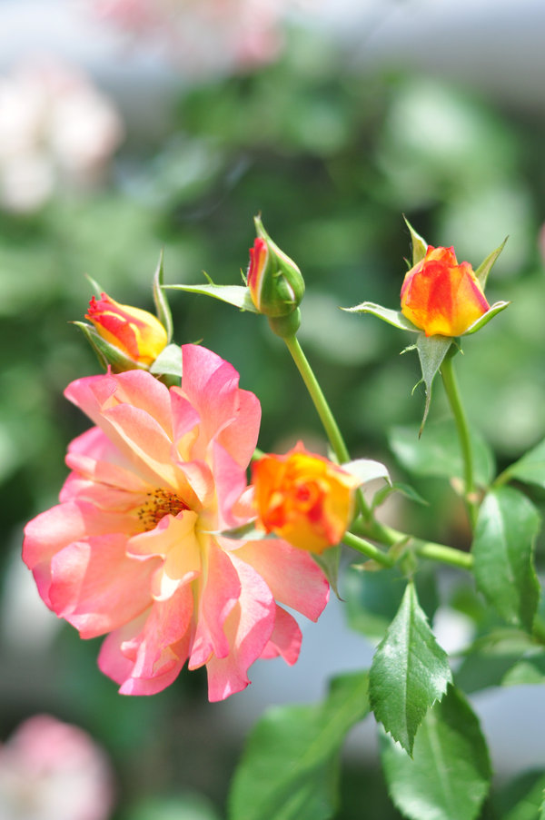 5月27植物园