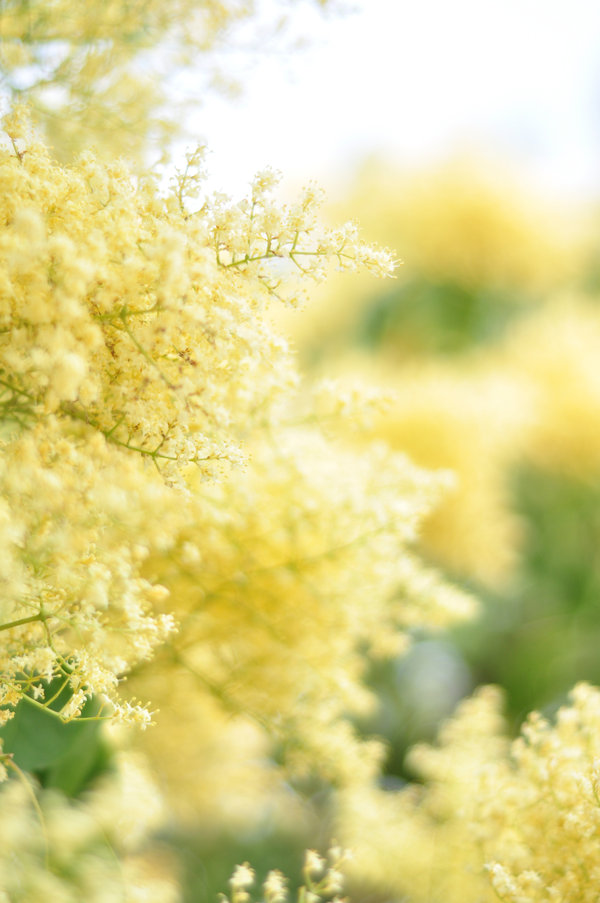 5月27植物园
