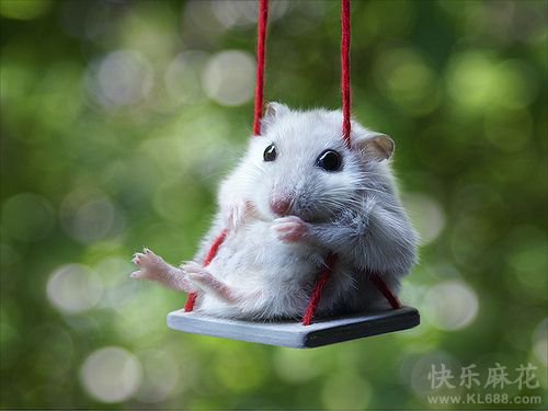 从来没见过这么养兔子的,开眼啊。。。。。。