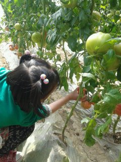 沁心农业园植树、种菜活动归来