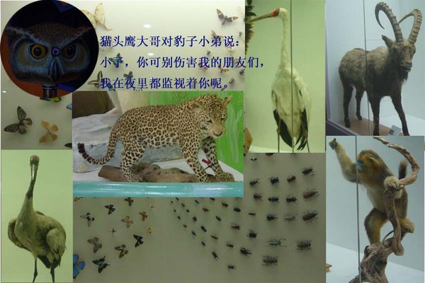 自然博物馆归来(1)