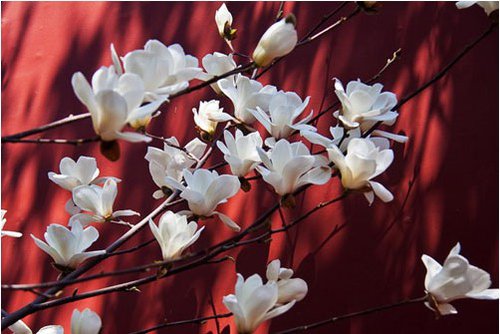 京城公园花信风向标