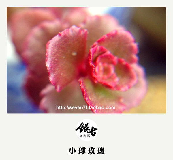【出售多肉植物】秋天来了，带着宝宝认识大自然吧。