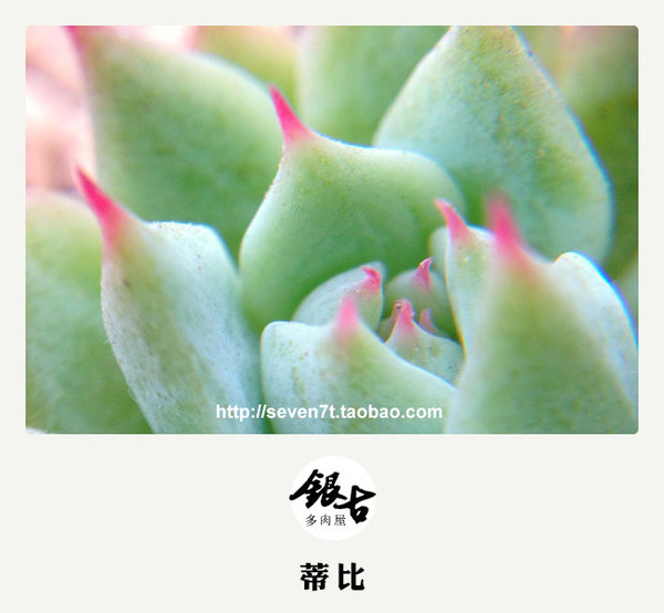 【出售多肉植物】秋天来了，带着宝宝认识大自然吧。