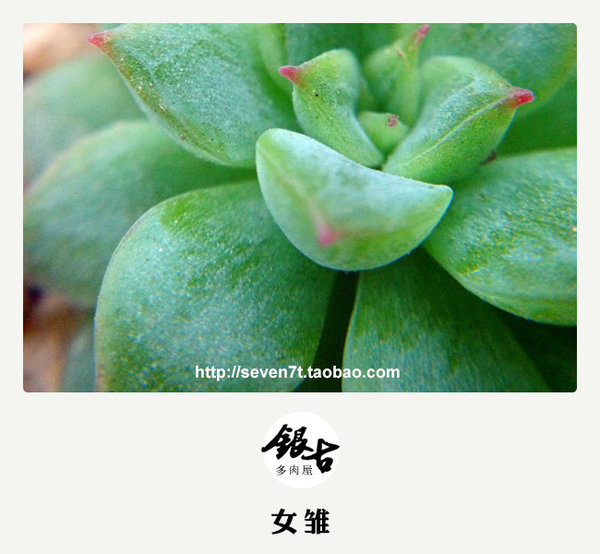 【出售多肉植物】秋天来了，带着宝宝认识大自然吧。