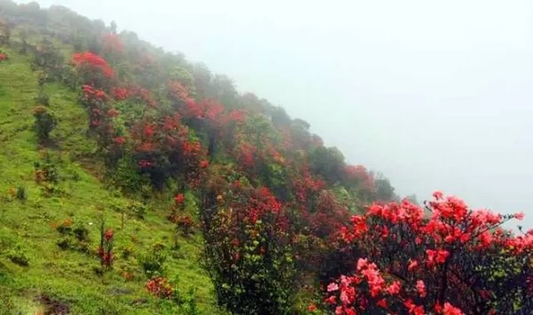 新兴天露山 看漫山杜鹃