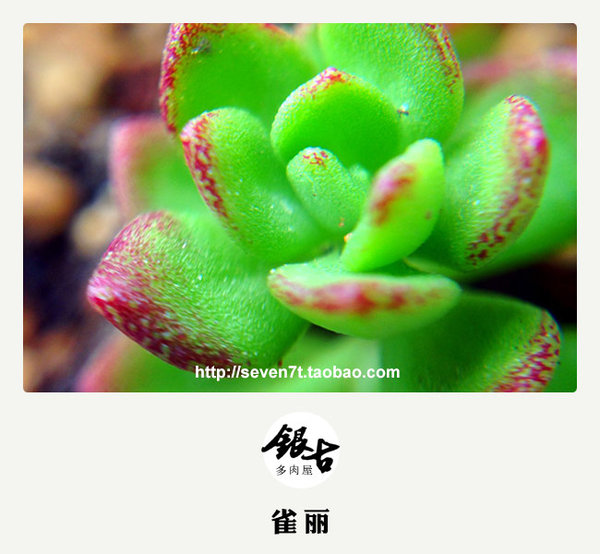 【出售多肉植物】秋天来了，带着宝宝认识大自然吧。