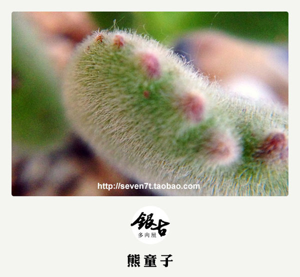 【出售多肉植物】秋天来了，带着宝宝认识大自然吧。