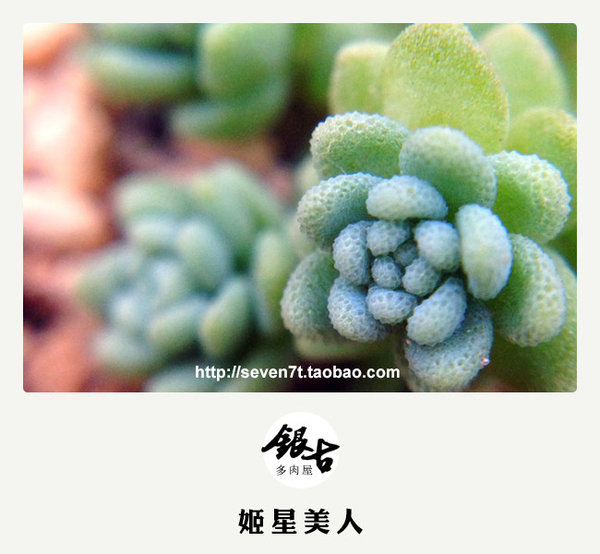 【出售多肉植物】秋天来了，带着宝宝认识大自然吧。
