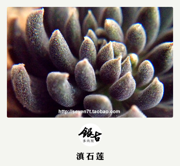 【出售多肉植物】秋天来了，带着宝宝认识大自然吧。