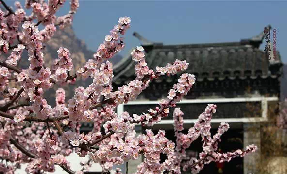 妈妈们，赏花按这个来吧，3-5月赏花表