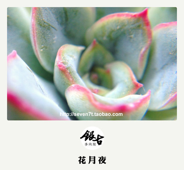 【出售多肉植物】秋天来了，带着宝宝认识大自然吧。