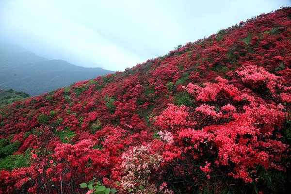 从化登山，通天蜡烛赏杜鹃花,千米高峰。