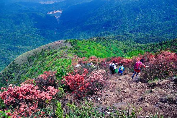 从化登山，通天蜡烛赏杜鹃花,千米高峰。