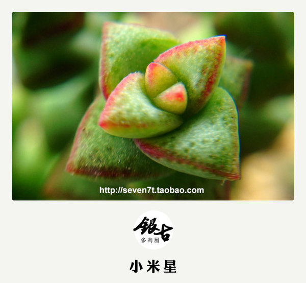 【出售多肉植物】秋天来了，带着宝宝认识大自然吧。