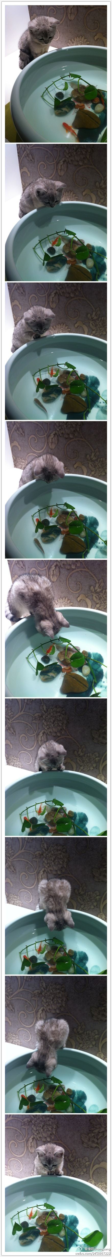 一只叫重阳的小猫 之 家里来了新成员